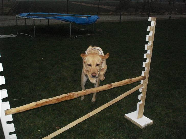 Labrador retriever Tinke Af Frihedsminde. - DET VI ELSKER xD. - 70 cm. billede 6