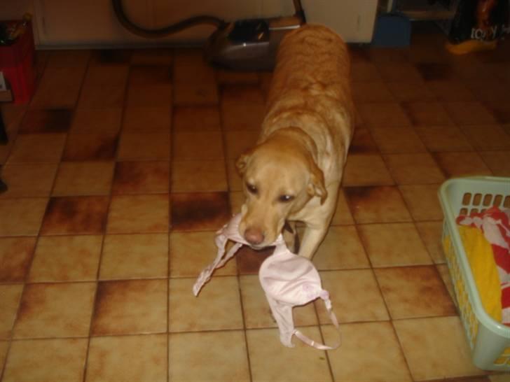 Labrador retriever Tinke Af Frihedsminde. - hahahahahhahahaha billede 7