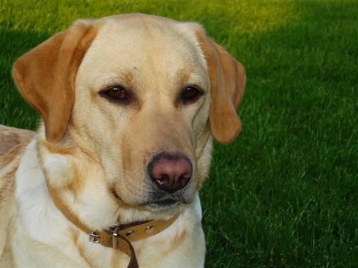 Labrador retriever Tinke Af Frihedsminde. - öööööö - smuk?! billede 8
