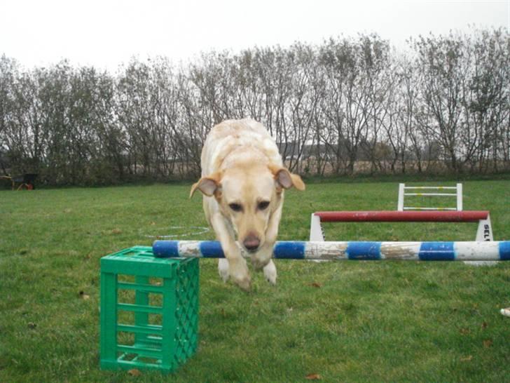 Labrador retriever Tinke Af Frihedsminde. - Et lille minispring xD billede 9