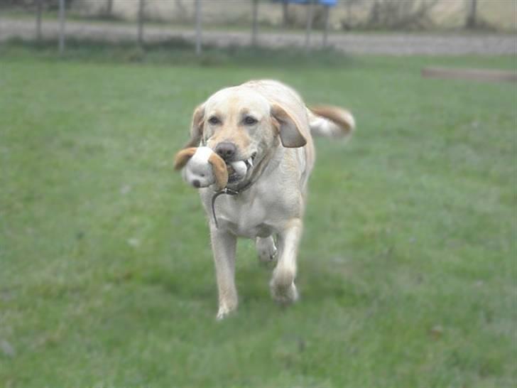 Labrador retriever Tinke Af Frihedsminde. - nuuuurh?! :$ billede 10