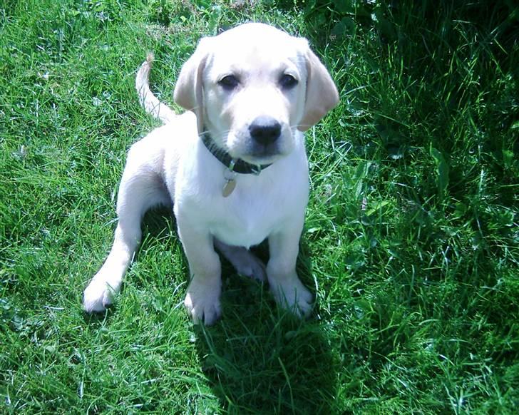 Labrador retriever Tinke Af Frihedsminde. - tinke som baby :* billede 11