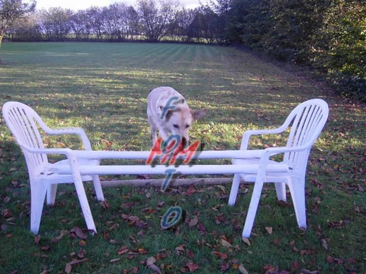 Labrador retriever Tinke Af Frihedsminde. - :$ billede 12