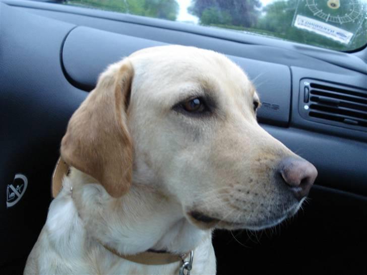 Labrador retriever Tinke Af Frihedsminde. - i bilen billede 13