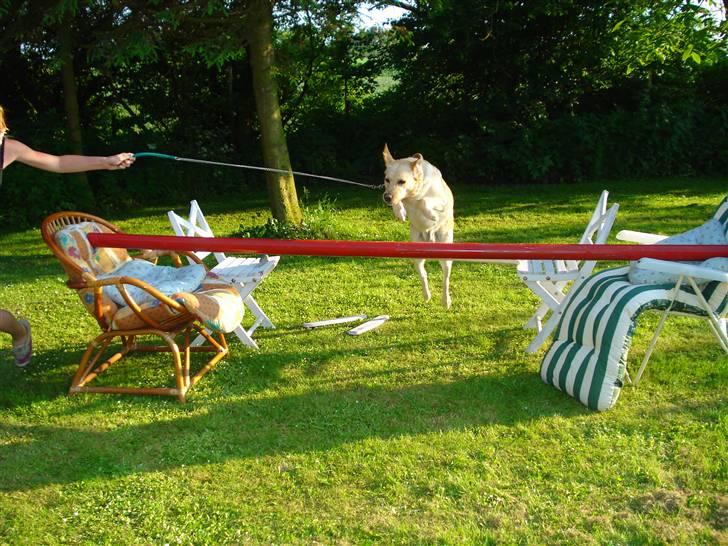 Labrador retriever Tinke Af Frihedsminde. billede 14