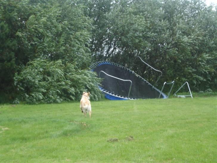 Labrador retriever Tinke Af Frihedsminde. - en meget nysgerrig tinke xD billede 15