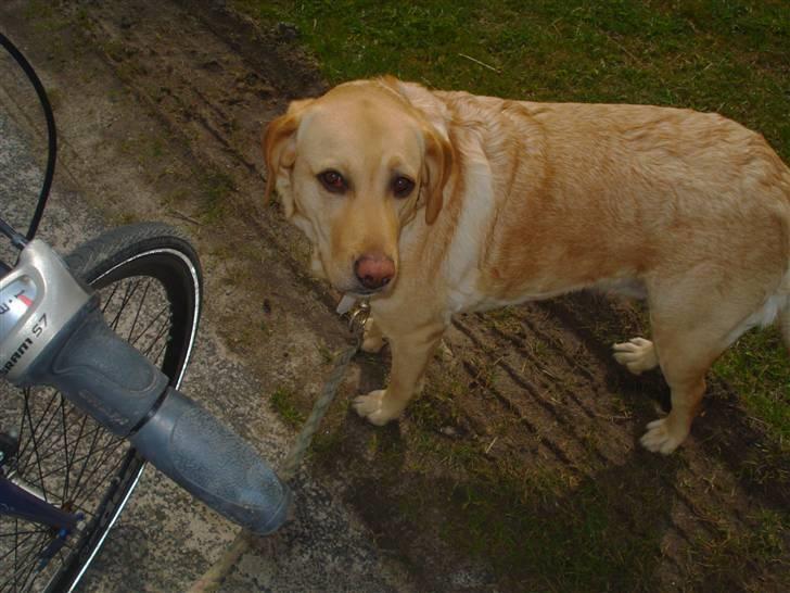 Labrador retriever Tinke Af Frihedsminde. - på cykeltur :) billede 16