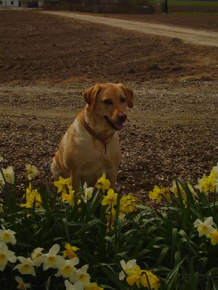 Labrador retriever Tinke Af Frihedsminde. billede 17