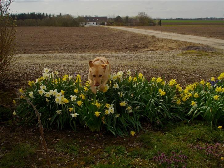 Labrador retriever Tinke Af Frihedsminde. billede 18