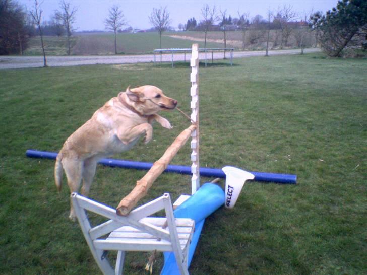 Labrador retriever Tinke Af Frihedsminde. billede 19