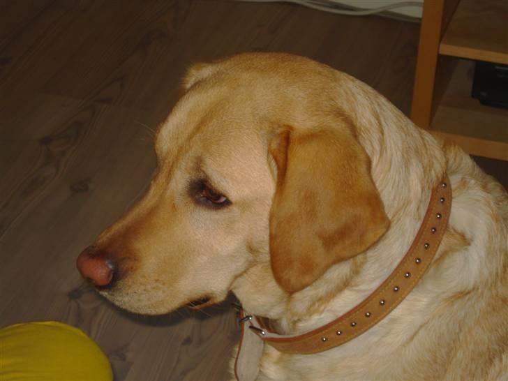 Labrador retriever Tinke Af Frihedsminde. billede 20