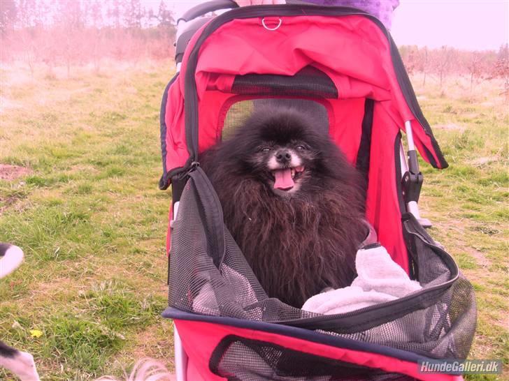 Pomeranian Pelspersonen Pølse RIP - min nye klapvogn er altså kanon billede 13