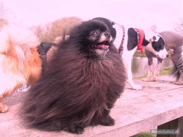 Pomeranian Pelspersonen Pølse RIP - alle vennerne på bænken i hundeparken billede 14