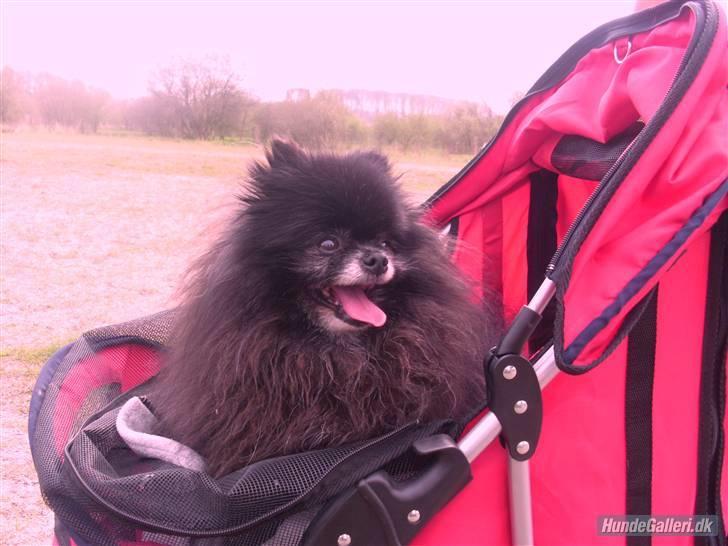 Pomeranian Pelspersonen Pølse RIP - jeg er altså smart i min vogn billede 16