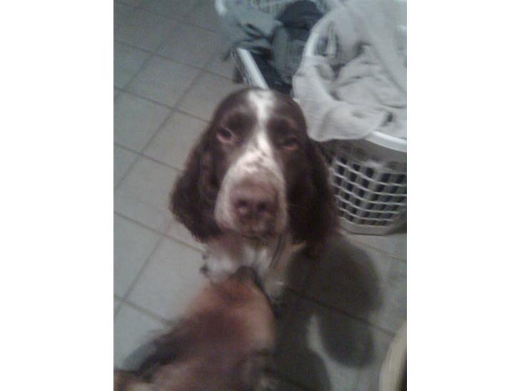 Engelsk springer spaniel sylle - Mijn dejlige Sylle <3 billede 1