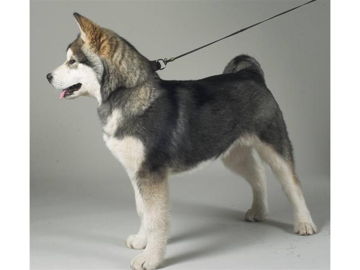 Alaskan malamute Cody - Cody den 1/12-07.... 5 måneder  billede 1