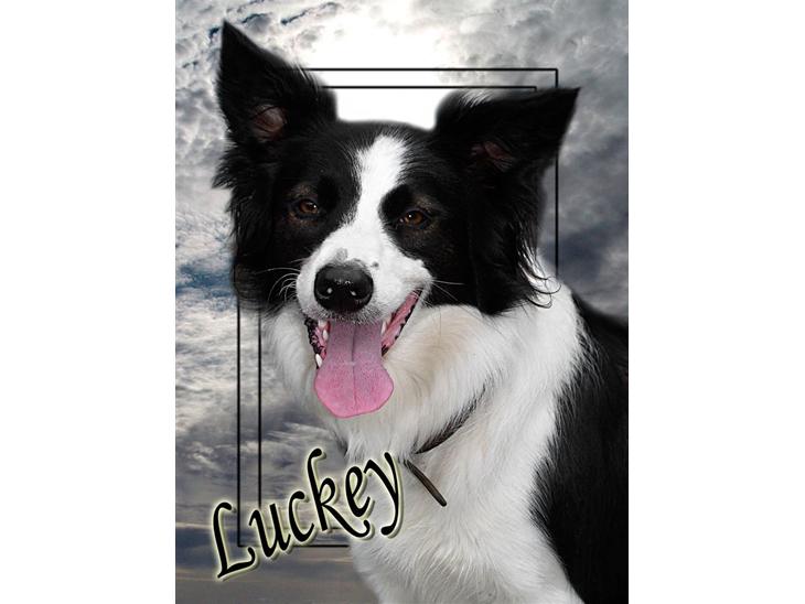 Border collie Luckey - Her er det første billede af Luckey. Flere mere spænnende billeder følger. billede 1