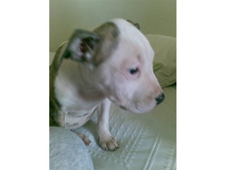 {{currentPhoto.altText}} billede {{currentPhoto.number}}