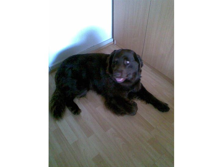 Blanding af racer Boss billede 1