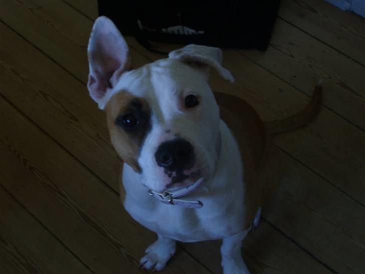 {{currentPhoto.altText}} billede {{currentPhoto.number}}