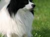 Papillon Axa's kejser [ Himmelhund]