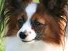 Papillon Andi [ Himmelhund]