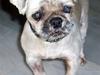 Blanding af racer Minneke *himmelhund* R.I.P. min skat.