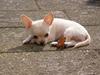 Chihuahua Mille 