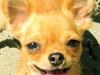 Chihuahua Lily