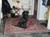 Flat coated retriever Buster