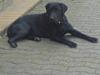Labrador retriever Balto