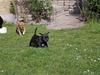 Staffordshire bull terrier Wenk Staff Jessie (Linca)