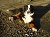 Berner sennenhund Freja.