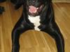 Blanding af racer Shiva R.I.P 11/6-08 [ Himmelhund]