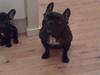 Fransk bulldog Chilli 