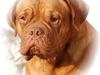 Dogue de bordeaux Den røde tønde, Rosita. R.I.P.