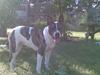 Amerikansk staffordshire terrier Chelsea<3