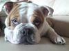 Engelsk bulldog Chelsea
