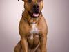 Amerikansk staffordshire terrier *Armani*