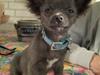 Chihuahua  ~ Lupo ~