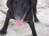 Labrador retriever Ringo
