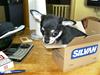 Chihuahua petitos lille my