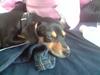 Dvaergpinscher Snoop
