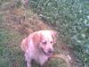 Golden retriever Tena