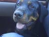 Rottweiler Luna (2008-2008)