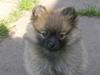 Pomeranian freja