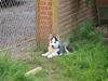 Siberian husky Lappland Dream Bandit