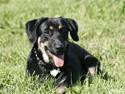 Blanding af racer Aiko (Gummihund)