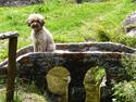 Lagotto romagnolo Viola
