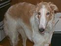 Borzoi Danilov of Zarina